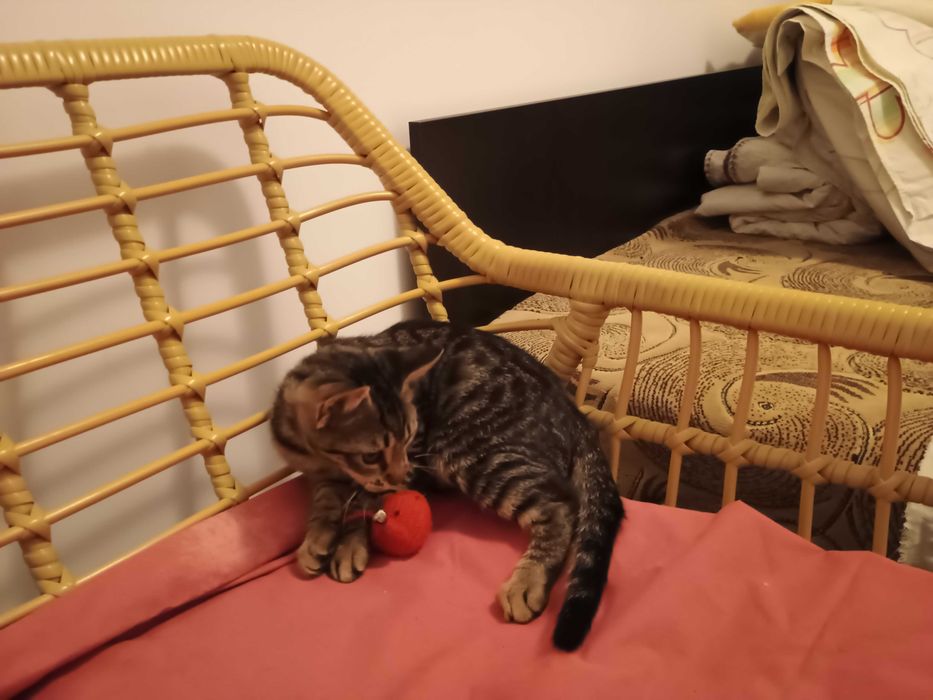 Dau pentru adoptie pui pisica tigrata