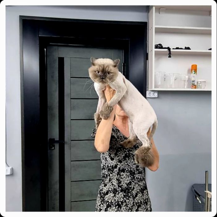 Профессиональная стрижка и вычес кошек салон ALIS GROOM на Юнусобаде