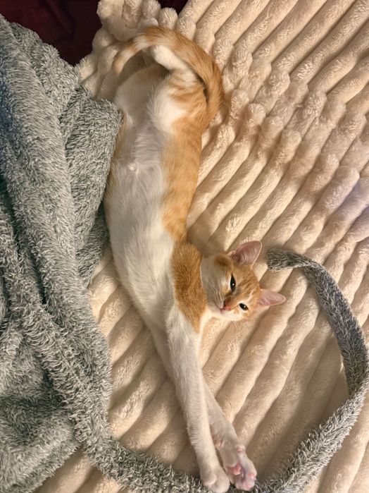 Подарява се коте