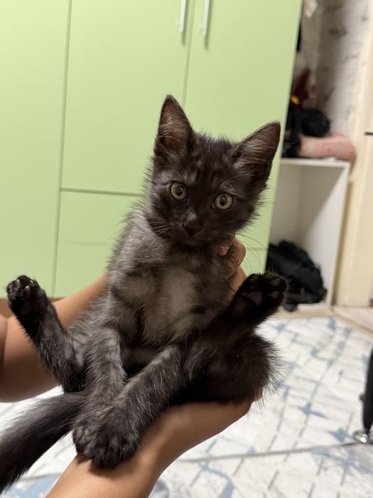 Отдам котенка в добрые руки