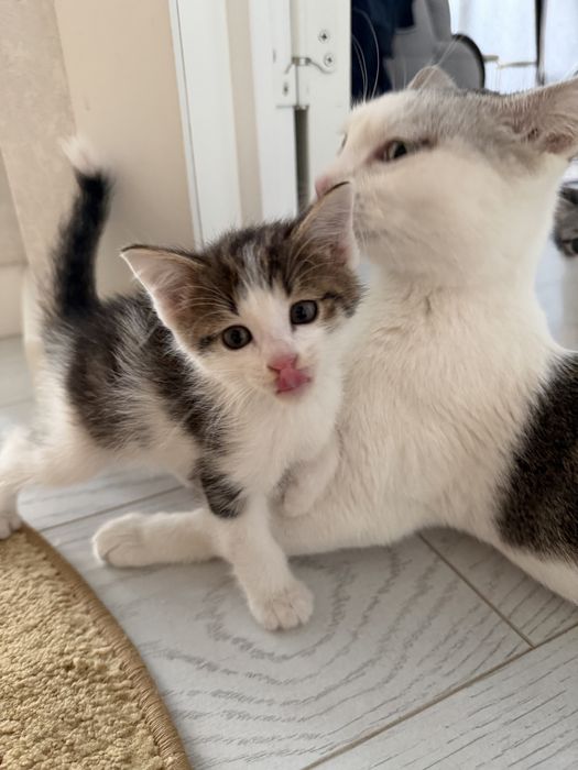 Котенки 1 месяцев СРОЧНО ПРОДАМ