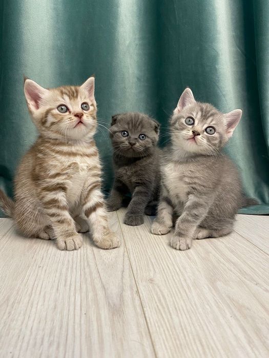 Котята шотландские