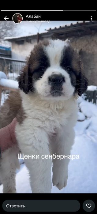 Щенки породы сенбернар