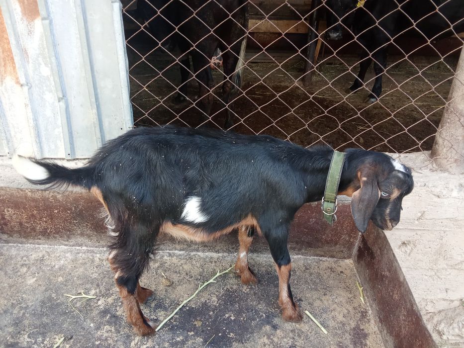 Ешкі порода еркек лақ 3 айлық