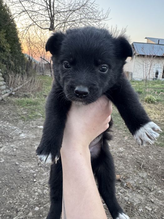 Отдам щинят………..