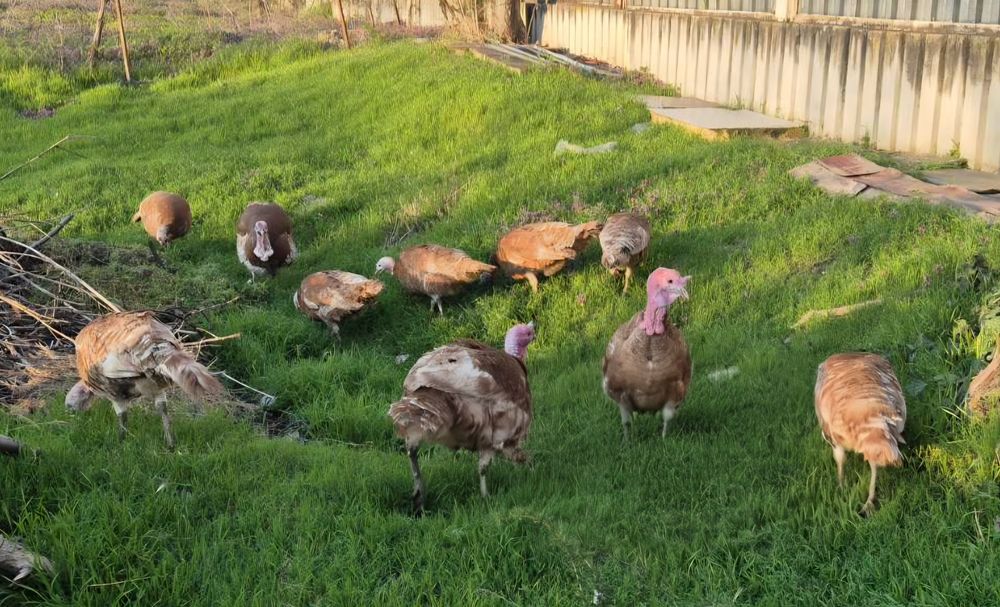 ЯЙЦА от пуйки, порода "Ред бърбън"