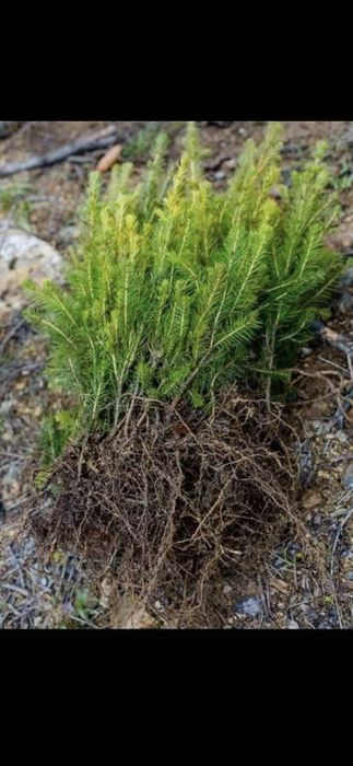 Puieti de brad si Molid