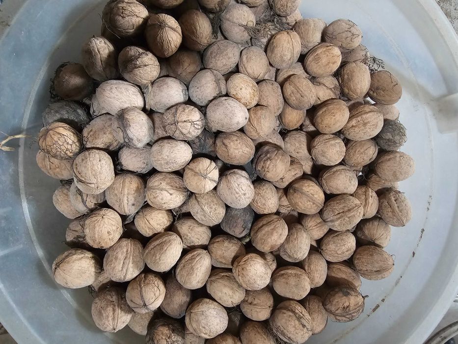 Продам грецкий орех