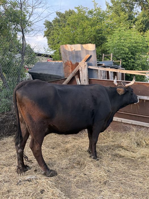 Продам домашнюю корову
