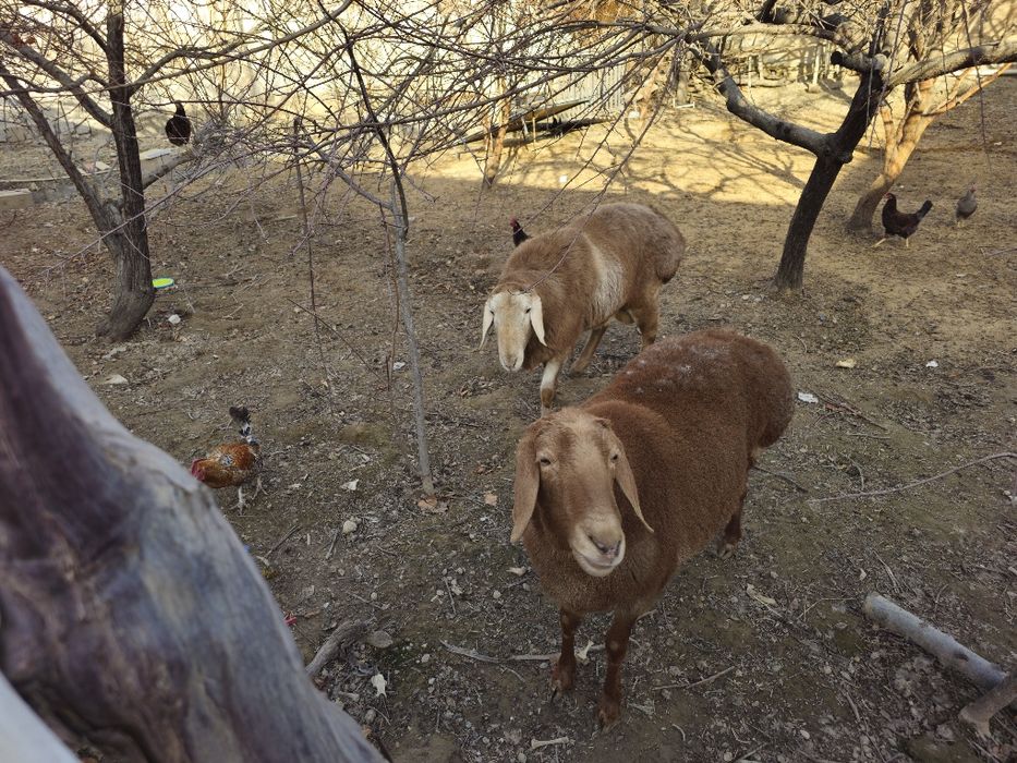 Арашан Кучкор ва Куй сотилади нархи 23 млн сум