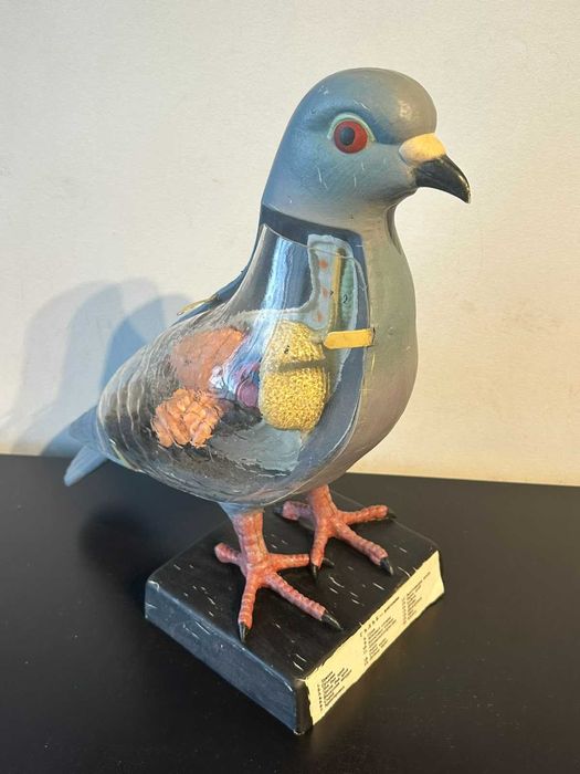 Соц Учебен Анатомичен Модел на Гълъб