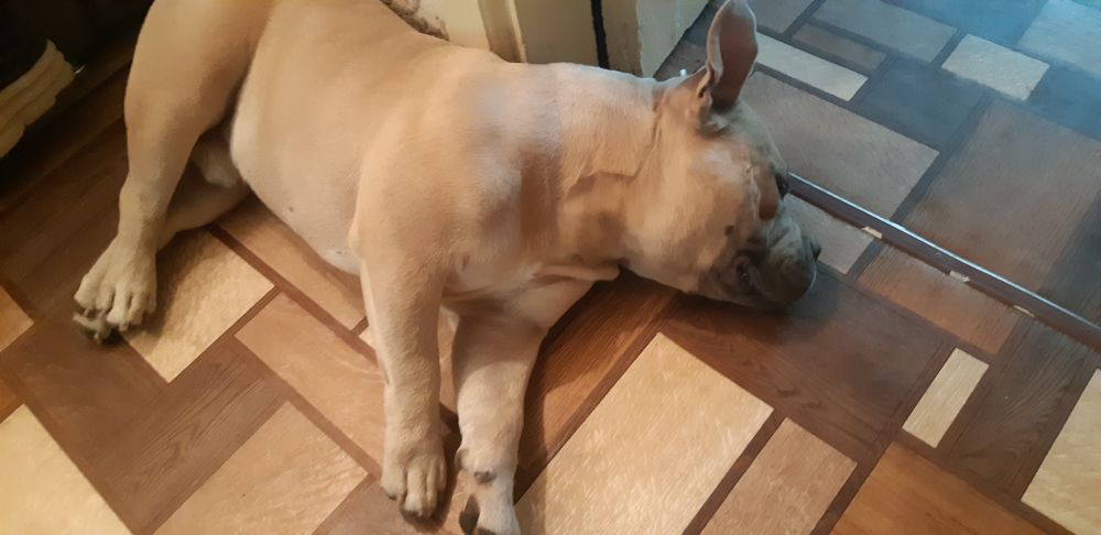 Вязка.Американский булли