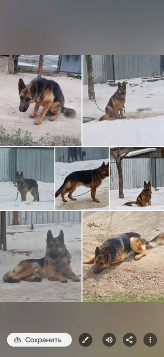 Немецкая овчарка