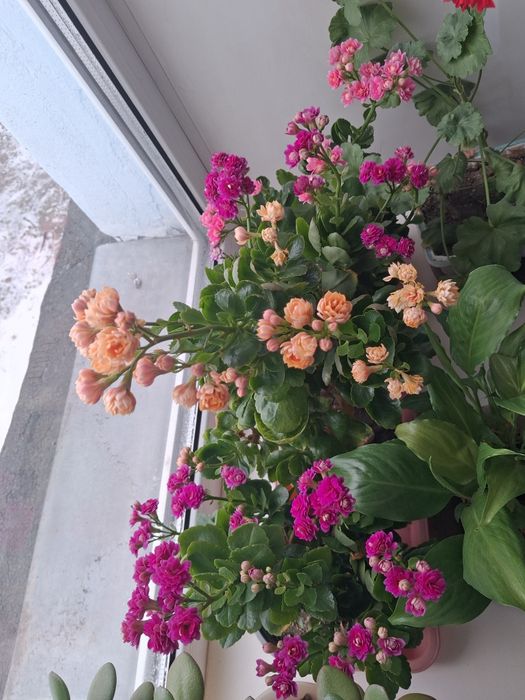 Продам каланхоэ растения