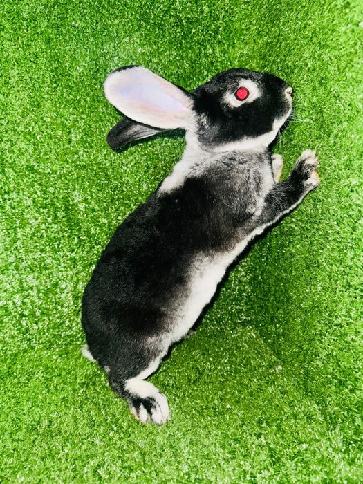 Кролики Рекс разных окрасов