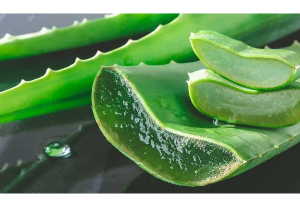 Алоэ вера боғ шароитида ўстирилган