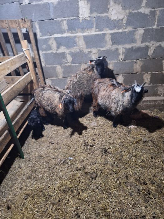 Жирные Бараны продажа в городе!