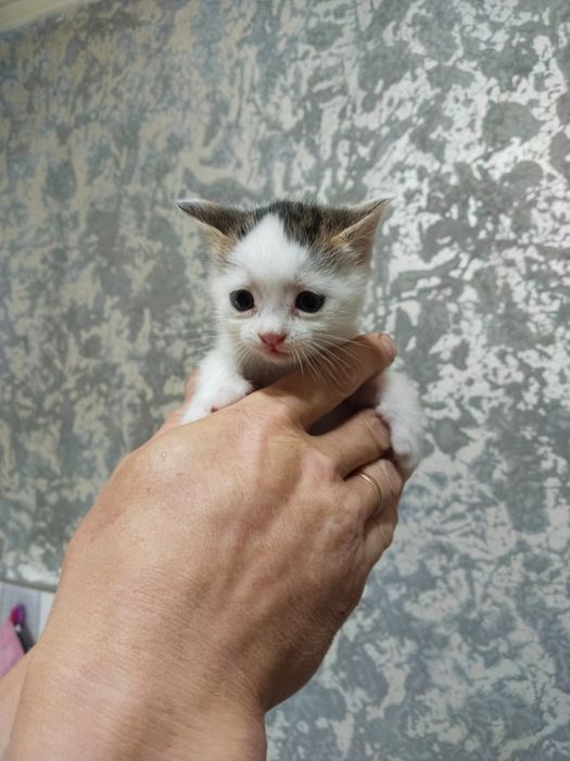 Отдам котят в хорошие руки