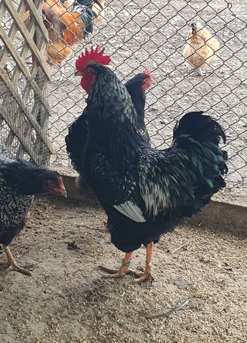 Barnevelder argintiu