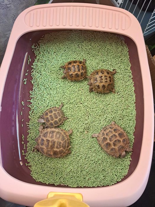 Toshbaqa optom donaga yoq kamida 15 ta beriladi