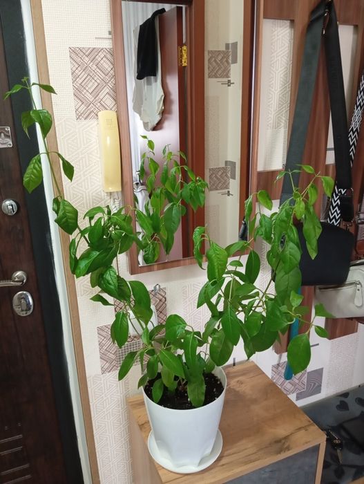 Продам растения цветы