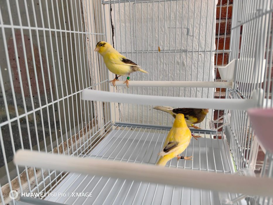 Canari de vanzare