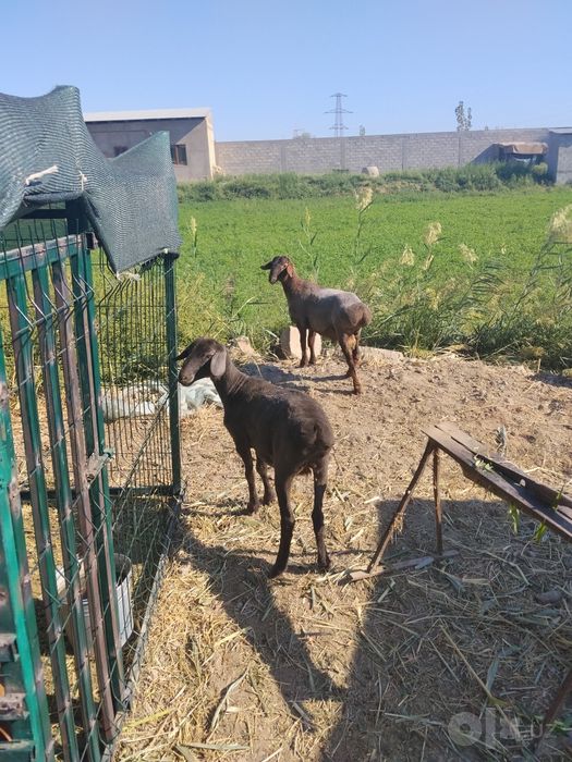Qo'chqor bilan moda bara sotiladi