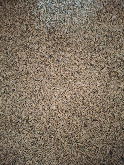 Floarea soarelui,ovăz