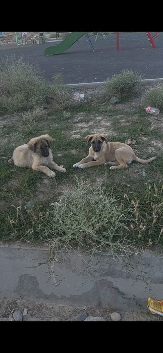 Щенки в добрые руки
