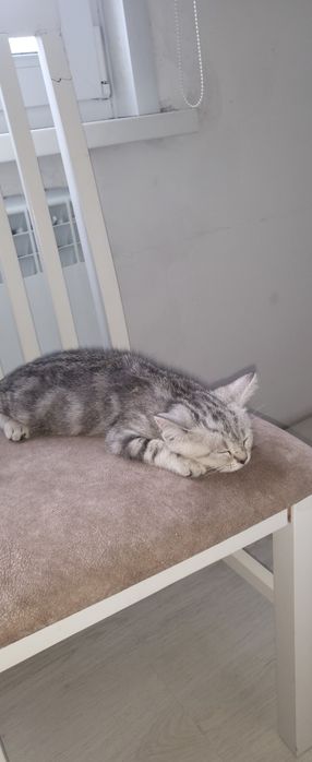 Кошка шотландская шиншила