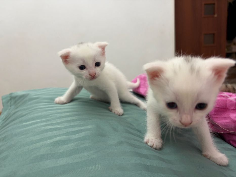 Британские вислоухие котята