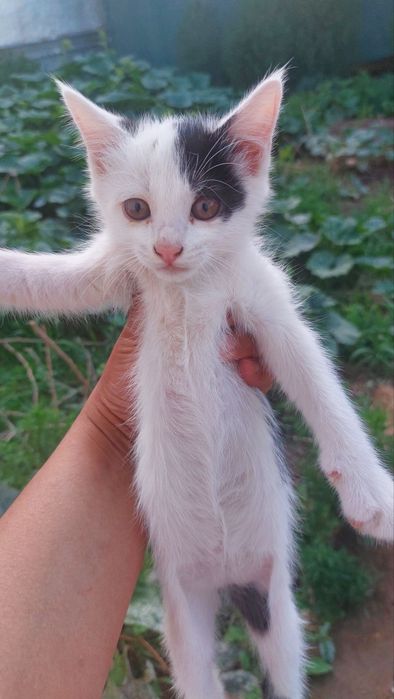 Здравствуйте отдам котят даром.