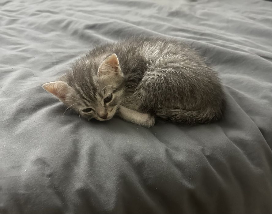 Котенок девочка бесплатно