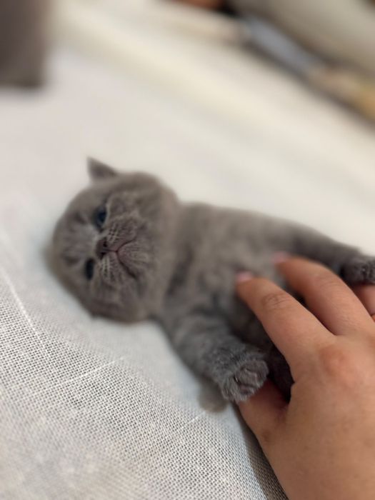 Шотландска клепоуха