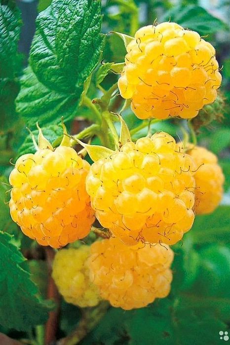 Arbuști Fructiferi (Zmeur Galben )