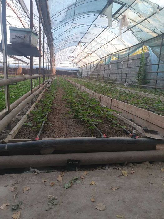 Продается земля  21 сотка Багиш, ориентир  Уртасарай  Авангард