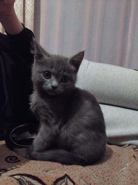 Отдам кошечку в добрые руки !!!