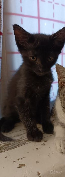 Котята домашние  ..