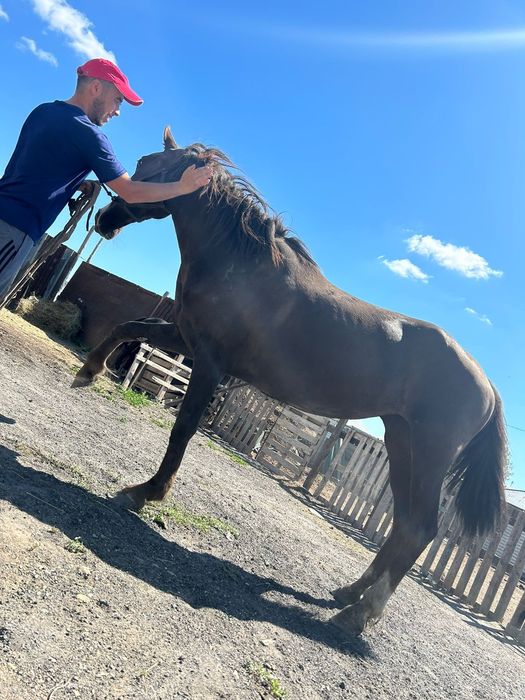 Олар жылап жатқан мүсіні сорып алады