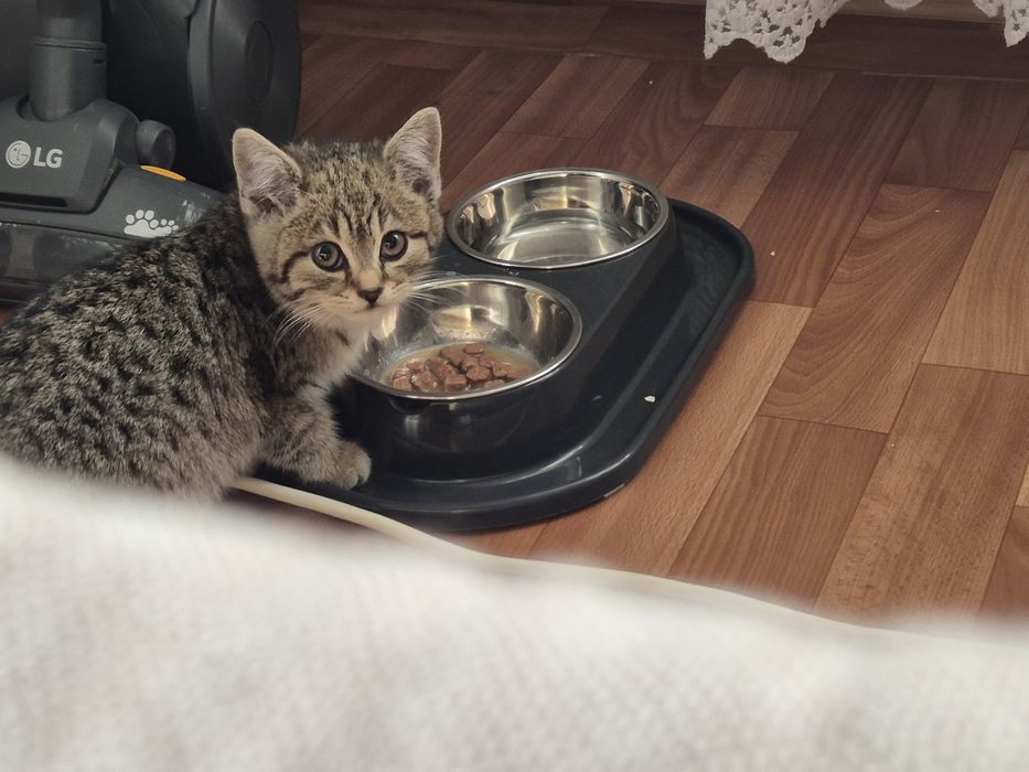 Продается котенок