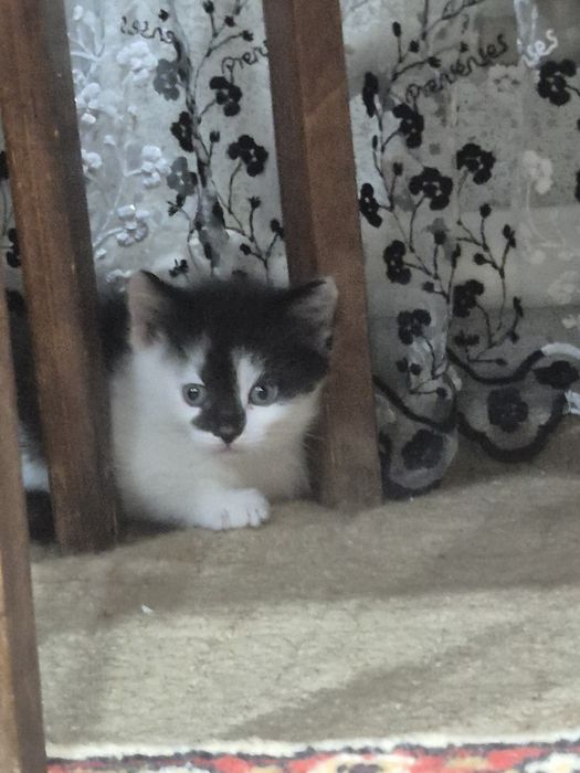 Отдам даром котят