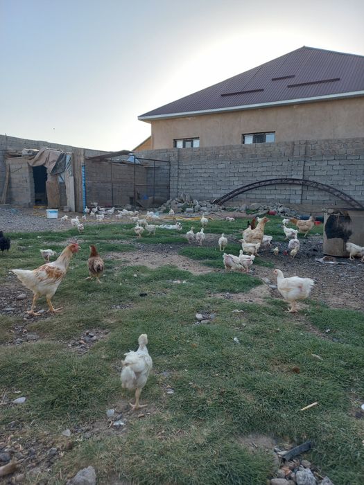 Куры тауык кораздар