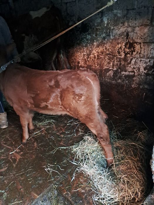 Vitea de lapte 9 sap