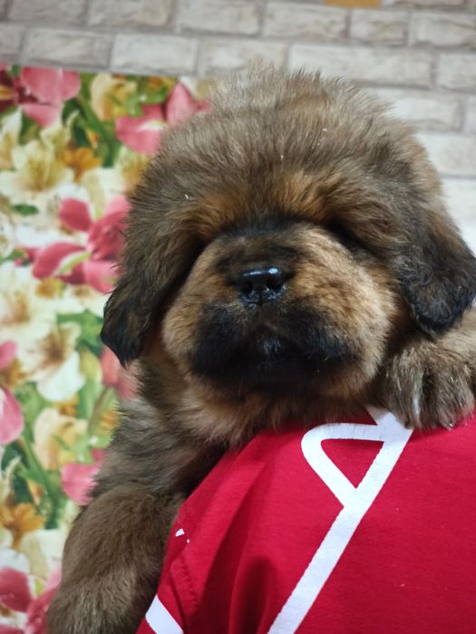 Щенки Тибетского Мастифа Китай Монголия