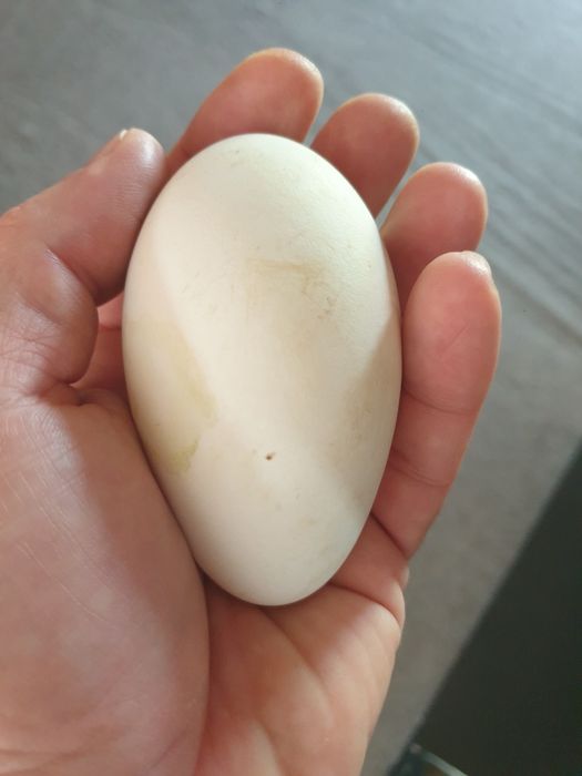 Gaste si gascani de tara