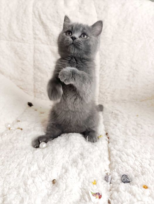 Британски късокосместа и шотлански клепоухи