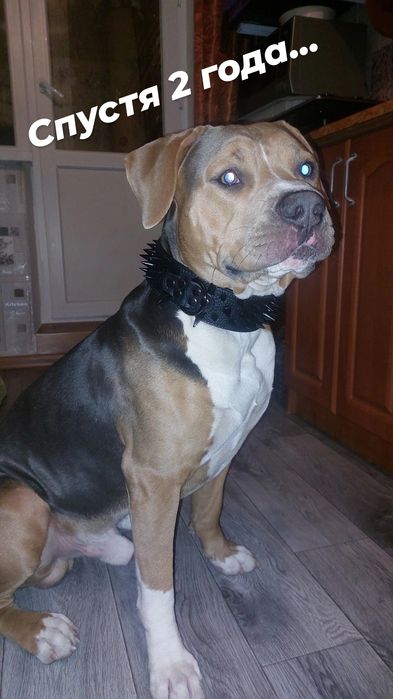 Американский стаффордширский терьер