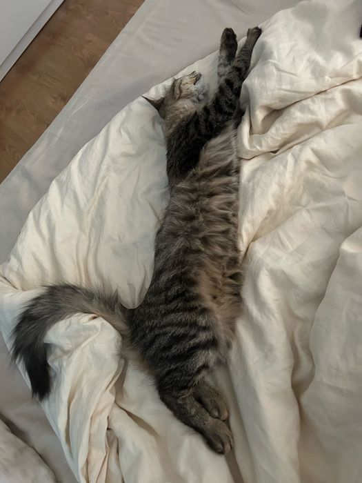 Спасите котенка от улицы