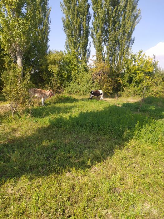 Sotiladi yaqinda toğdan tushgan