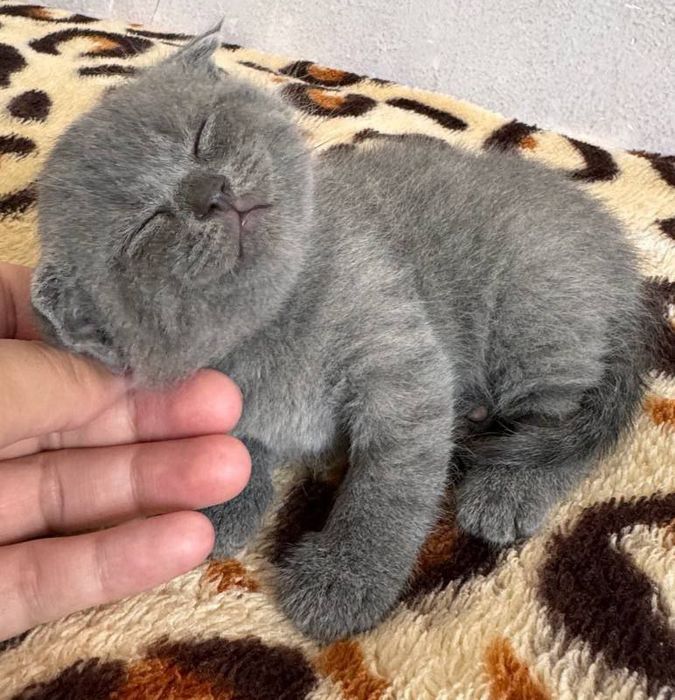 Вязка Британец короткошерстный привозной